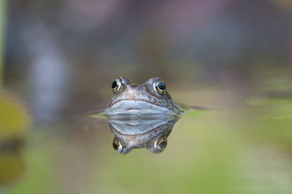 A common frog poking its head out of the water