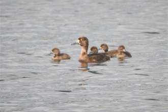 tufted duck and four ducklings swim atop water