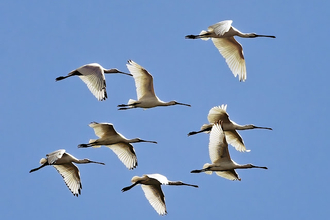 A flock of spoonbills flying throughout the air