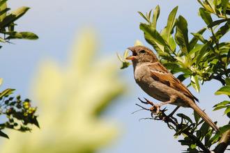 A brown house sparrow with brown back feathers and a pale brown chest stands with it's beak open clinging to a branch