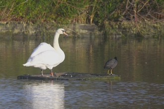 A mute swan with a small black bird sat on a floating log in the water
