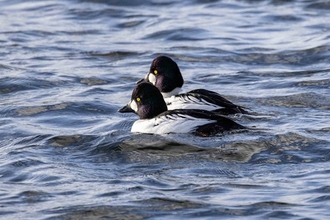 a pair of birds with black head, yellow eyes and a white body swim together on water