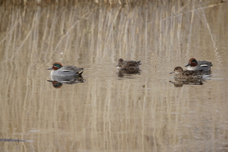 a group of birds floating on the water