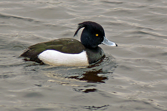 tufted duck with a black tufted head black back and white body