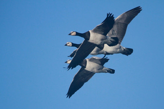 four barnacle geese fly throughout the sky with large black wings outspread 
