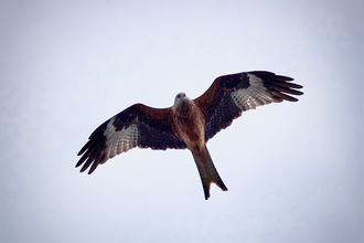 a red kite swoops across the sky with its wings extended and its brown forked tail stuck out behind it 