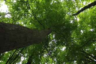 An image looking up at a tree canopy
