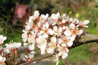 A branch of plum blossom