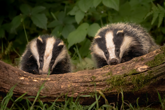 Two badgers sat on a log