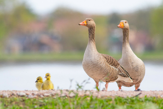 Family of greylag geese walking along embankment