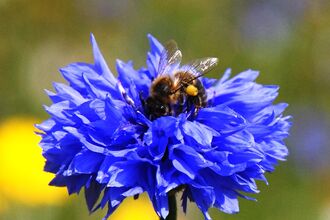a bright blue cornflower with a bee perched on top 