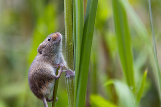 A harvest mouse crouched on a stem