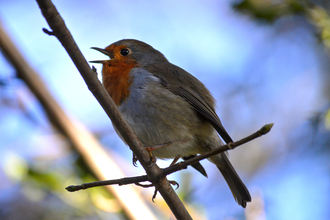 A robin singing from a branch