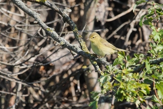 a bright yellow bird with black banding on its tail clung to a branch 