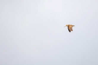 a woodcock with a a long beak flying through the sky