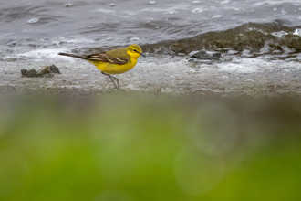 a bright yellow bird with black banding on its tail stood in the shoreline of water