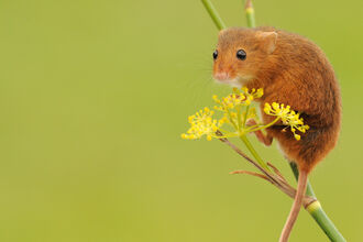 A harvest mouse crouched on a stem with a yellow flower