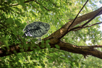 a drawing of an owl perched atop a tree