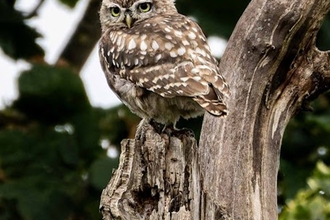 a little owl with dappled brown feathers sat in a tree