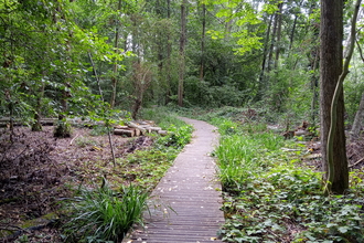 Denham Lock Wood boardwalk