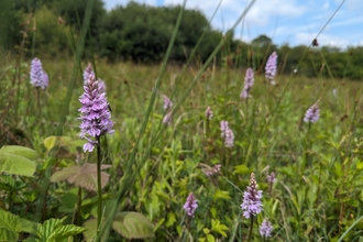Yeading Brook Meadows flowers