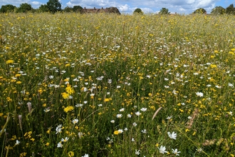 Yeading Brook Meadows