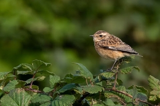 a whinchat perched on a thin branch