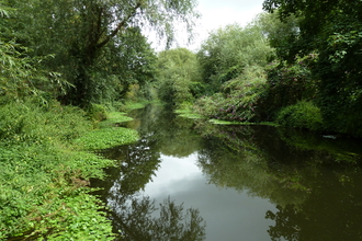 A river with trees and aquatic vegetation either side