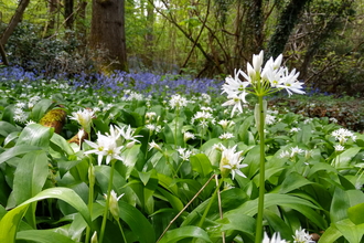 Threecorner Grove