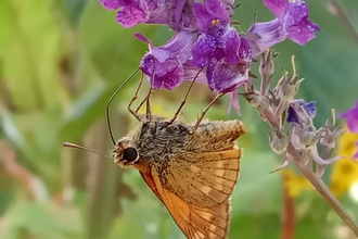 Skipper