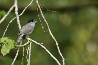 Bird singing 