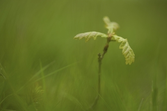 A young oak sapling starts to grow
