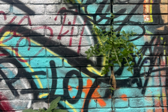 three weeds growing out of a graffitied wall