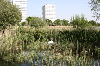 Swan sat on a nest at Woodberry wetlands with apartment buildings in the background