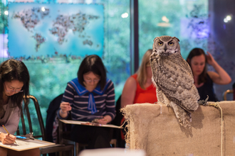 Owl perched with people drawing in the background