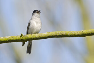 Singing blackcap