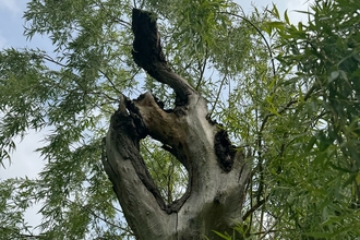 A photo of a tree crown
