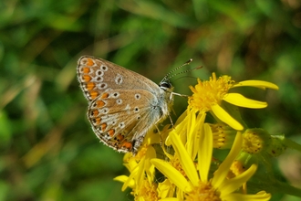 Brown hairstreak butterfly on flower
