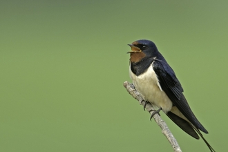 A blue and white bird perched on a branch