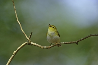 A small yellow garden bird sitting on a branch with an open beak