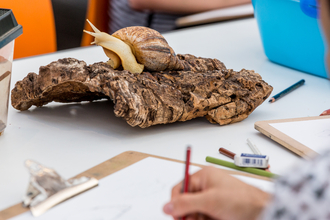 Someone is drawing a large land snail who is perched on a piece of bark
