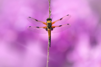 A large yellow and black dragonfly sits on a twig with full open wings.