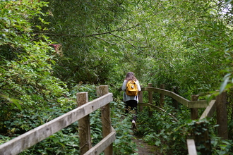 Woman walking on boardwalk in Denham Lock Wood