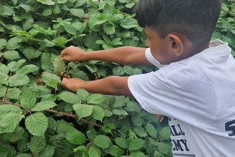 A child in a white tshirt picking blackberries from a bramble hedge