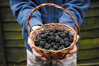 A young person holds up a woven basket full of ripe blackberries