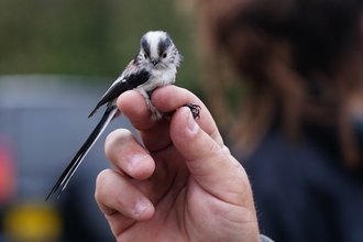 Long-Tailed tit caught between someone's fingers while bird ringing