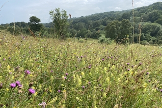 Meadow wildflowers at Hutchinson's Bank nature reserve in summer