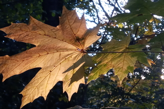 leaves in Sydenham Hill Wood