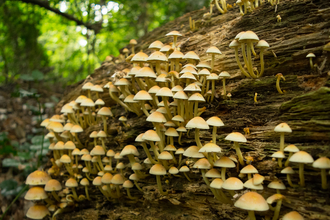 Sulphur caps growing out of a piece of horizontal dead wood 