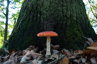 Fly Agaric mushroom at Sydenham Hill Woods